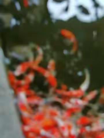 竹林弄箫的美篇