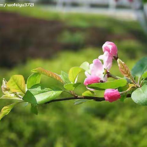 用爱坚守同前行 拾光淬炼助成长—双庙乡初级中学线上教学活动先进事迹纪实