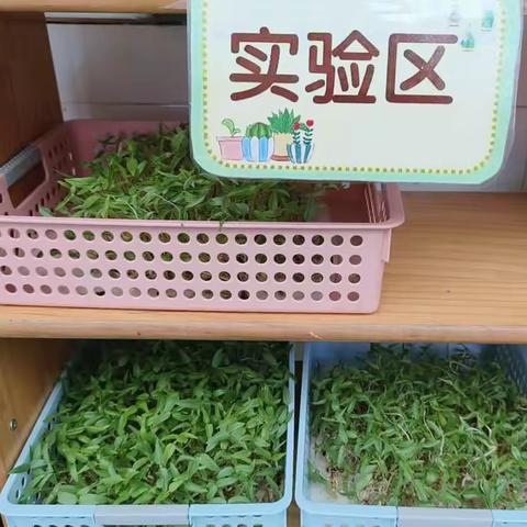 美丽小角落 邂逅大自然——小二班植物角