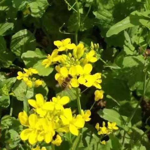 于万千花海中遇见你——中宁余丁乡油菜花美景