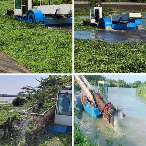 海口市美兰区开展河湖水浮莲清理整治专项行动