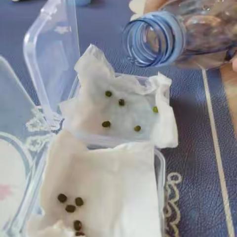 实验三：绿豆种子发芽的研究报告