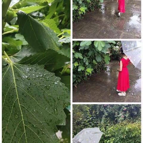 夏雨