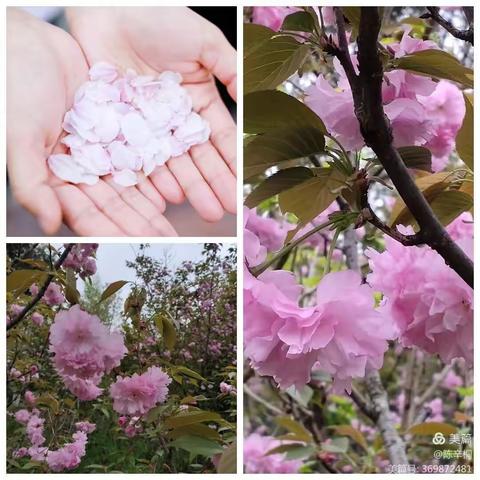 小樱花的祝福