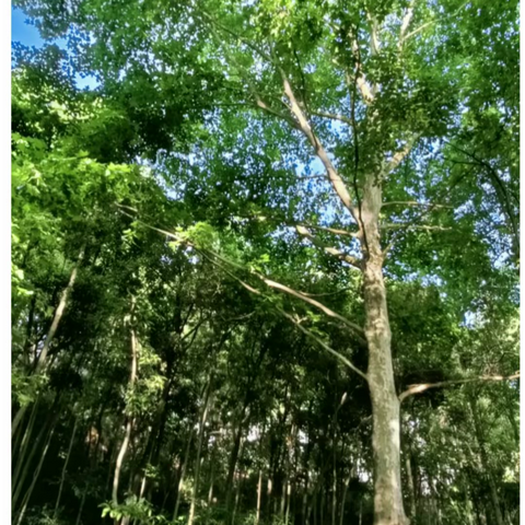长江人的美篇