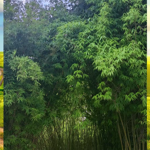 长江人的美篇