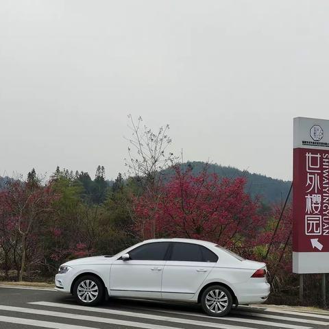 福建龙岩(武平东岗樱花园）樱花盛开风景