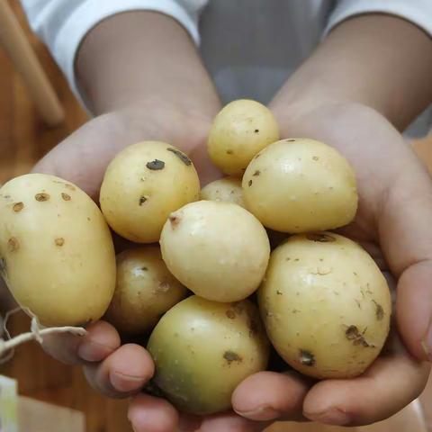 呀！土豆🥔