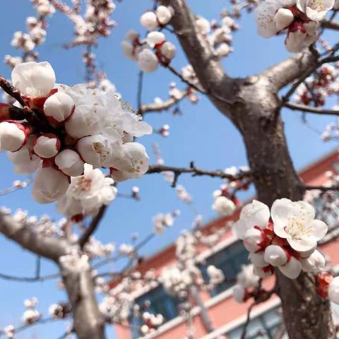 古城小学，杏子熟了。