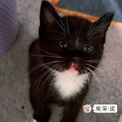 我家的猫