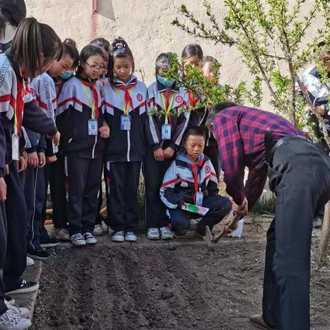 春意盎然勤播种  静待花开果飘香——乌兰察布市集宁区新华街小学五年级一班种植园活动