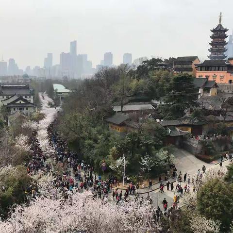 早春时节赏樱花