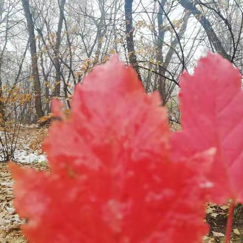 人祖山红叶传情