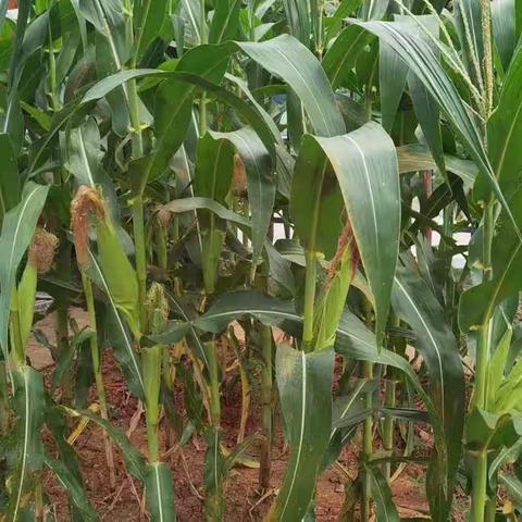 我在秋天“玉”见你