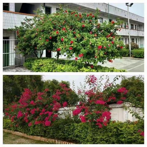 研修助力，共同成长———横县百合镇小学语文12组第三次返岗研修