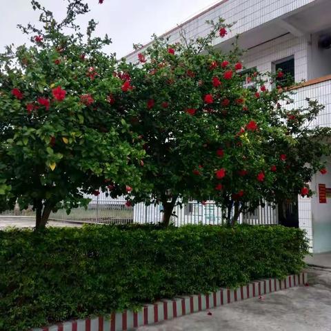 研修助力，携手共进一一一横县百合镇小学语文返岗研修第5组活动