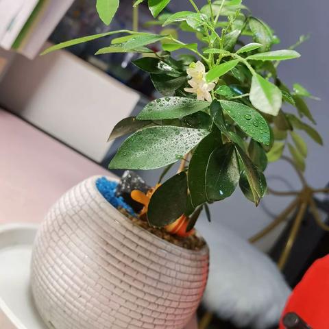 我的植物观察日记