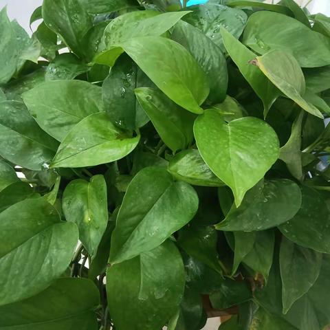 菏泽一中南京路校区高二语文天宫课堂第三课“探求科学，寻梦航天”征文比赛