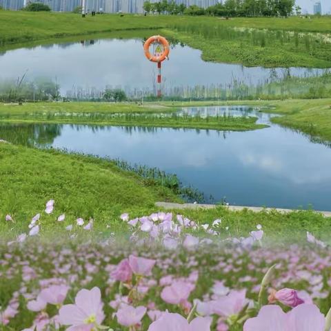洋湖湿地项目四月工作简报