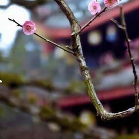 七巧板幼儿园中班组二十四节气之“春分·春趣”精彩花絮🎉🎉