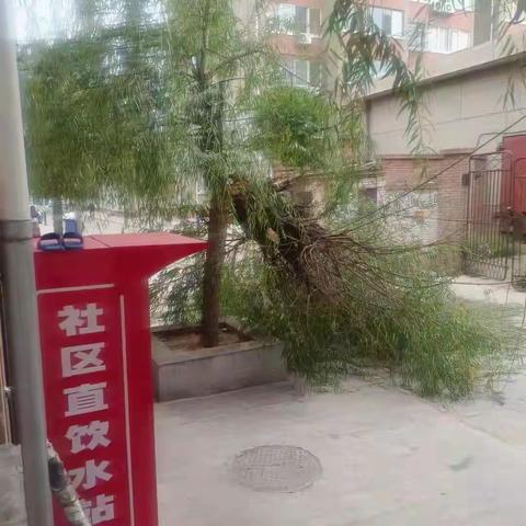 小树木倾倒生危险，网格员解决大麻烦