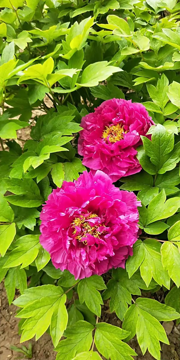 大美天秀山 缤纷牡丹园