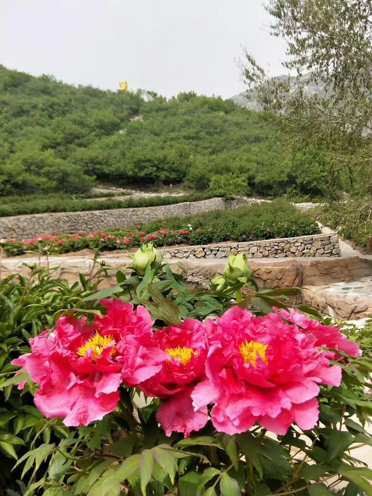 大美天秀山 缤纷牡丹园