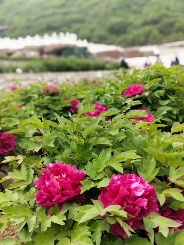 大美天秀山 缤纷牡丹园