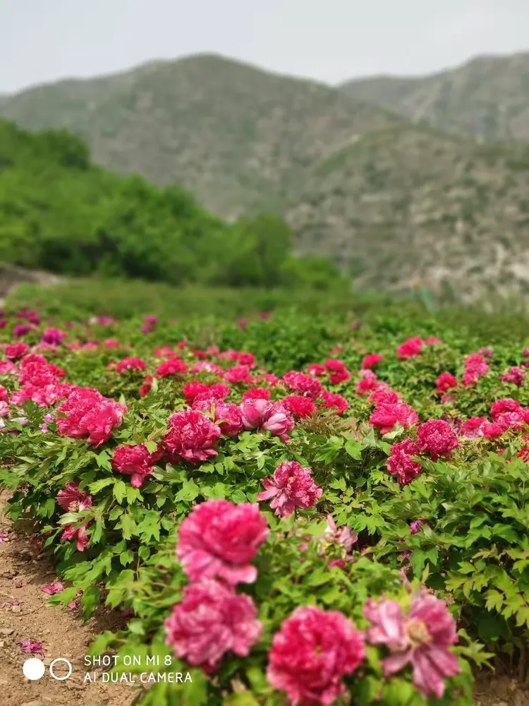 大美天秀山 缤纷牡丹园