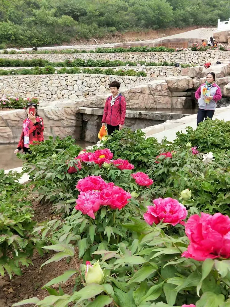 大美天秀山 缤纷牡丹园