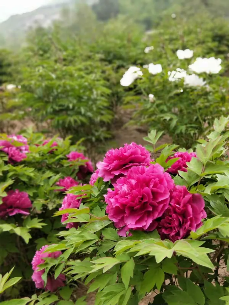 大美天秀山 缤纷牡丹园