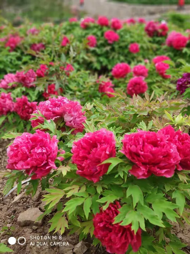 大美天秀山 缤纷牡丹园