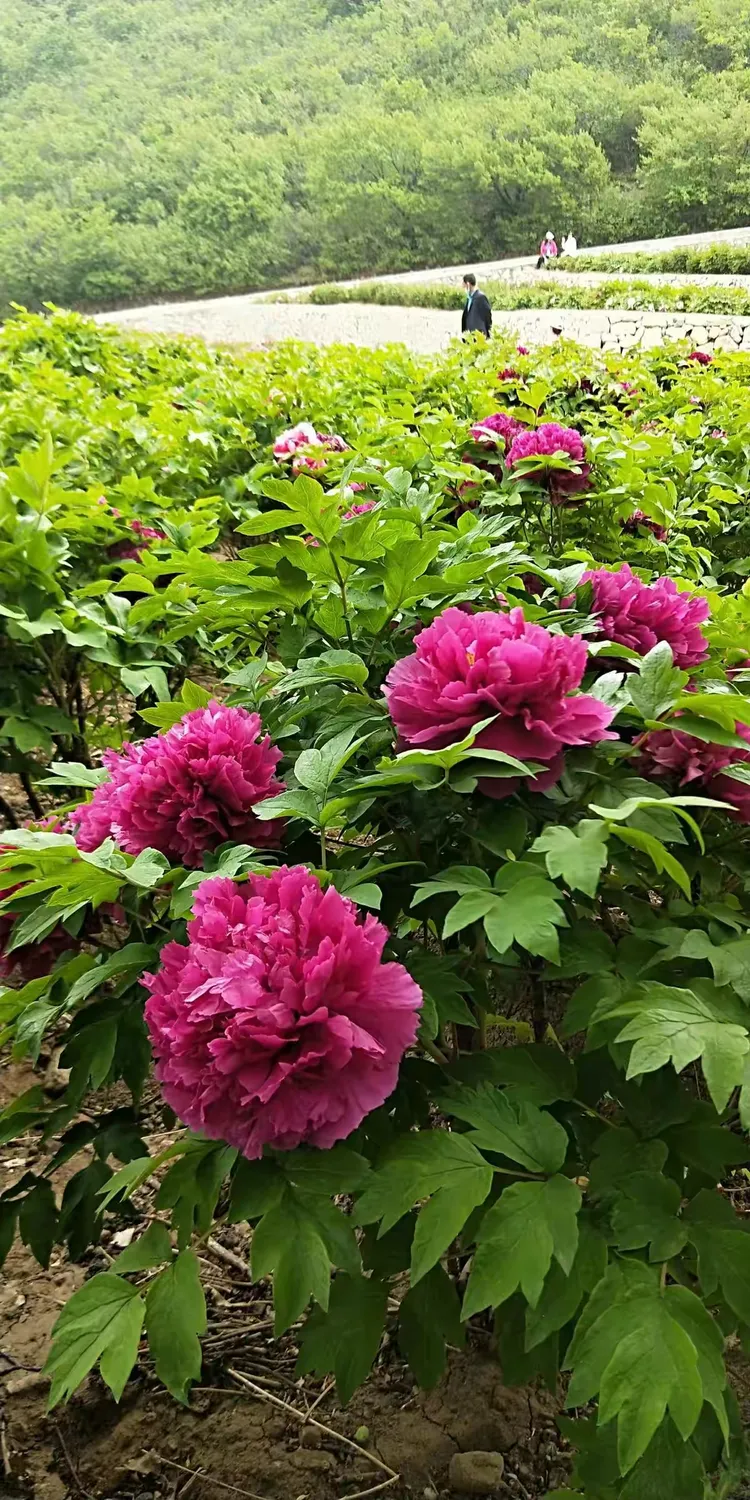 大美天秀山 缤纷牡丹园