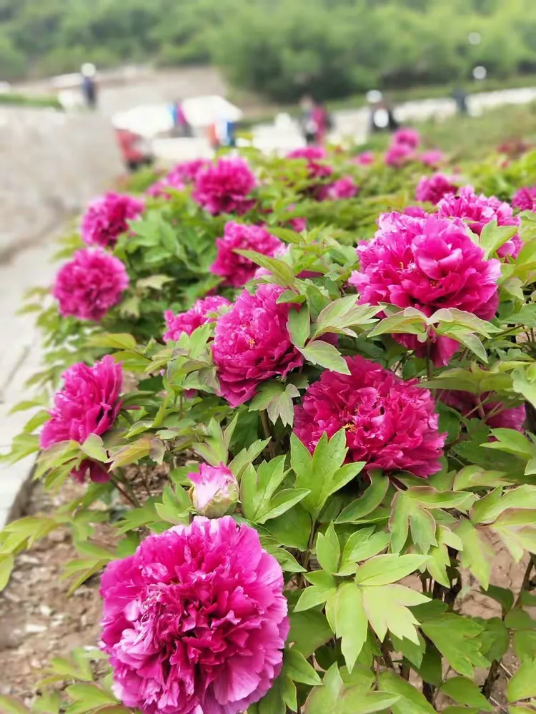 大美天秀山 缤纷牡丹园