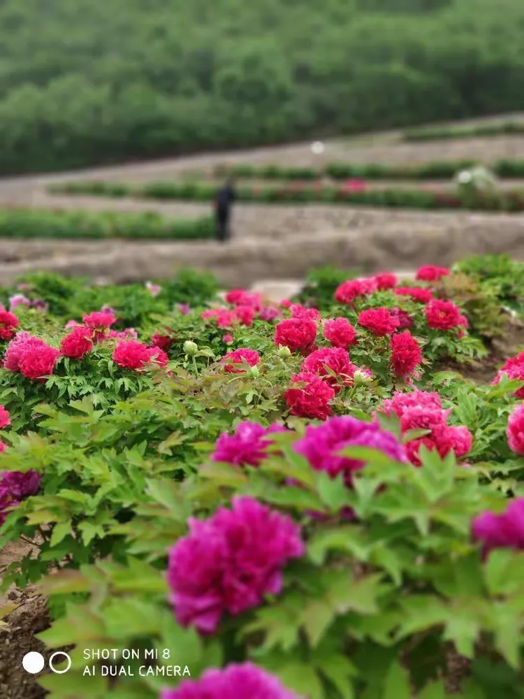 大美天秀山 缤纷牡丹园