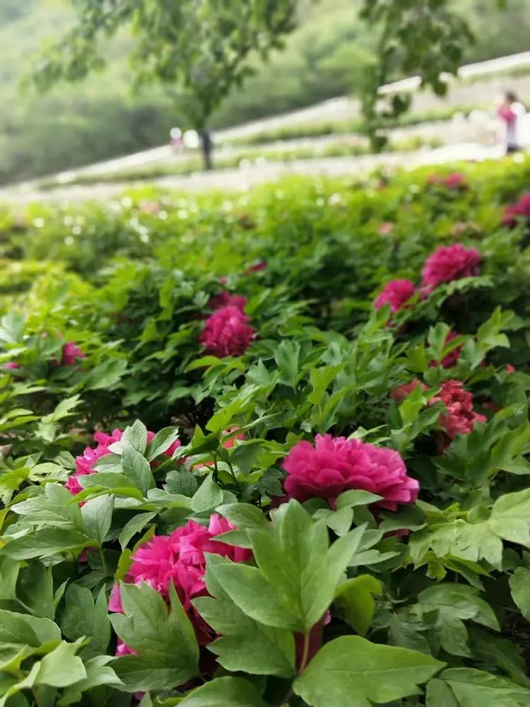 大美天秀山 缤纷牡丹园