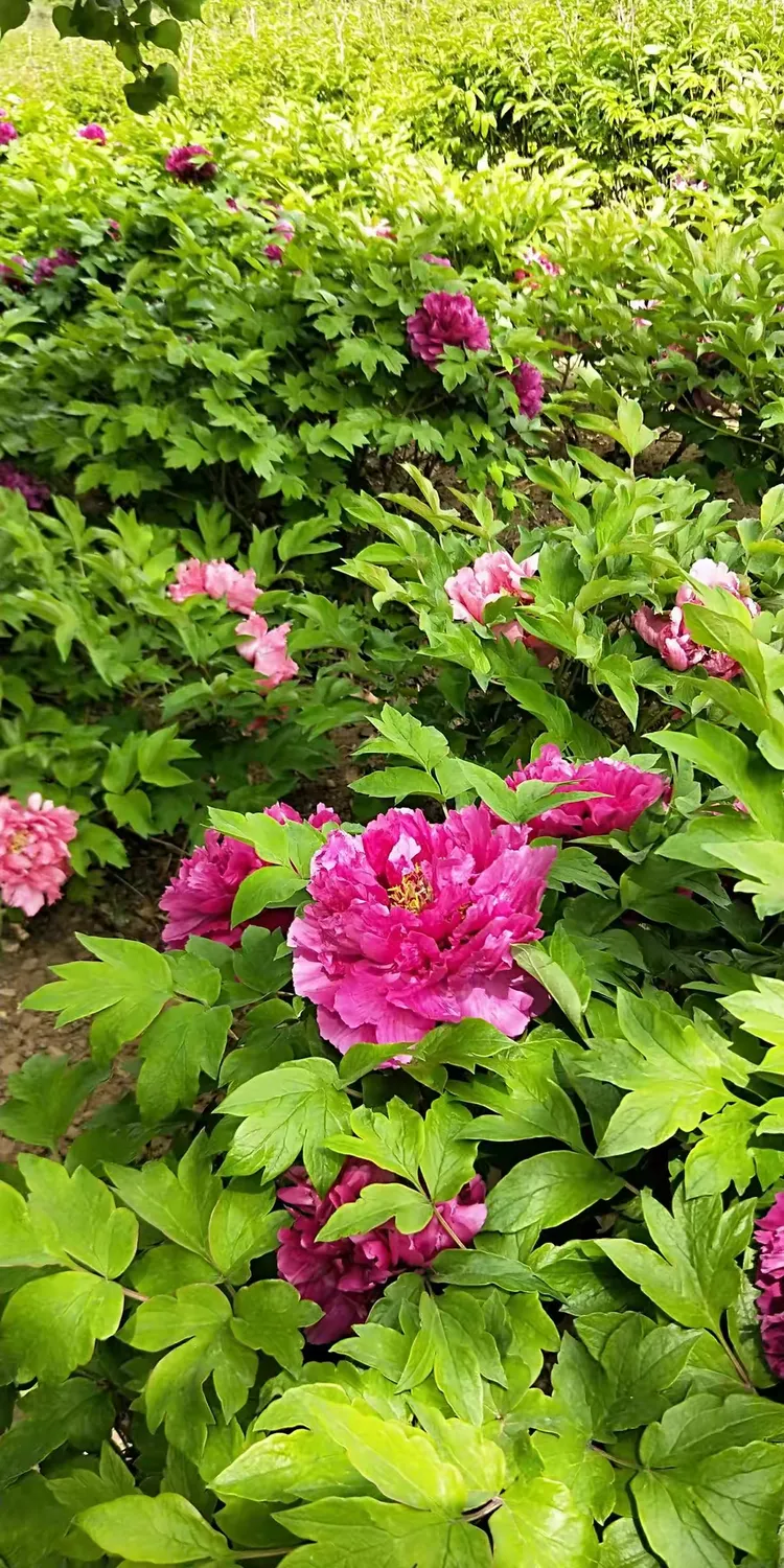 大美天秀山 缤纷牡丹园