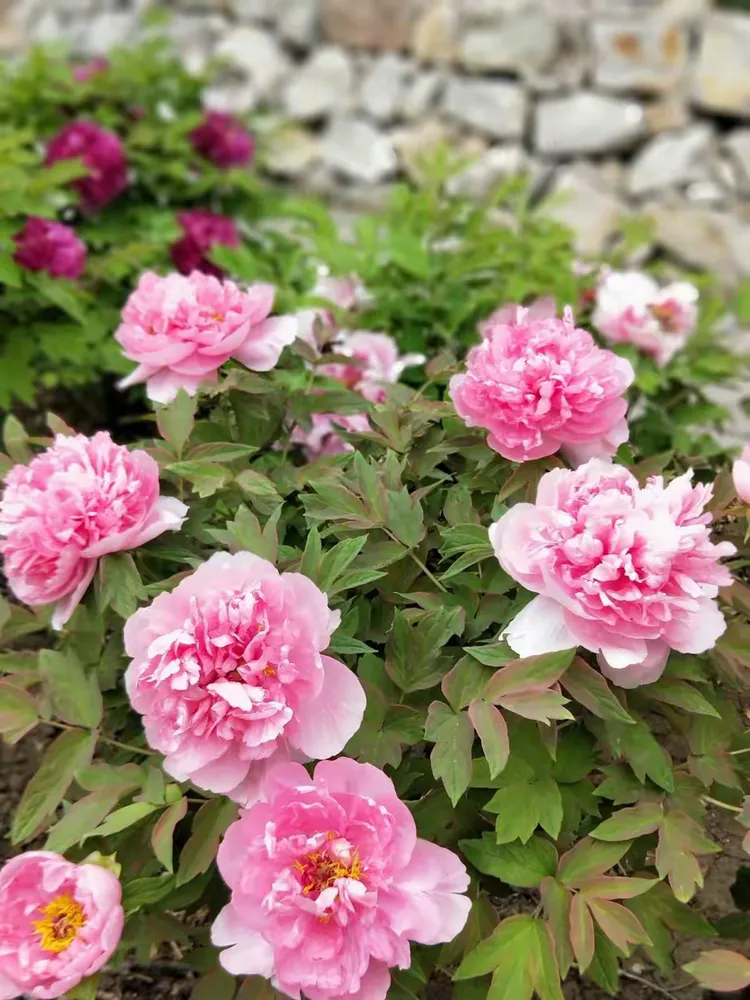 大美天秀山 缤纷牡丹园