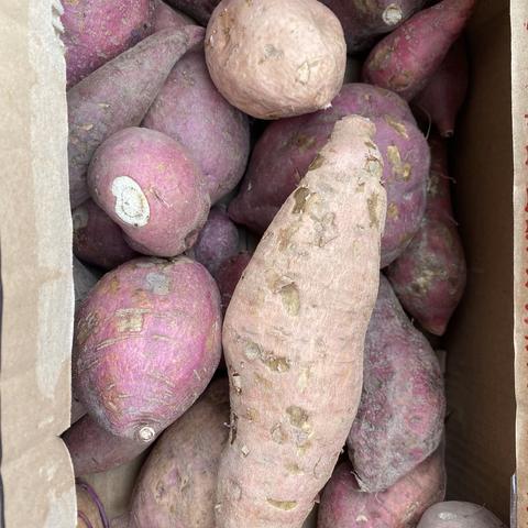 “薯”你最甜——明珠幼儿园大三班项目活动