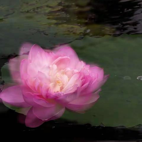 城市中心的荷花池-塘桥