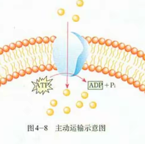 主动运输需要的能量来源是什么？