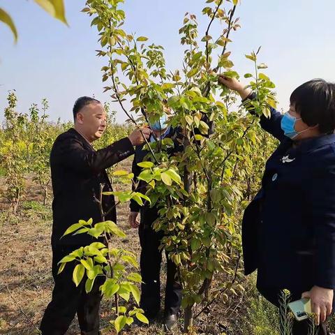 兰考科技特派员利用周末为果农送技术