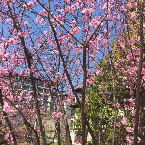 盛日寻芳，不负春。