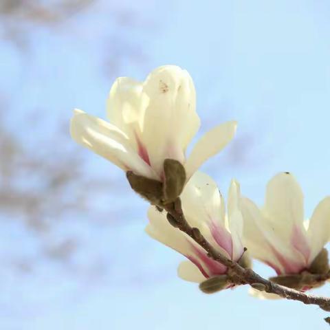 花笑迎新春
