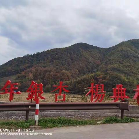 千年之约，三生有杏——又到银杏叶黄时