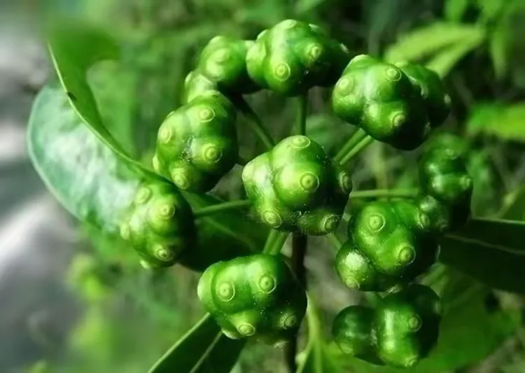 海南野生植物,你见过几种?