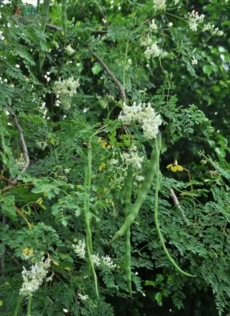 海南野生植物,你见过几种?