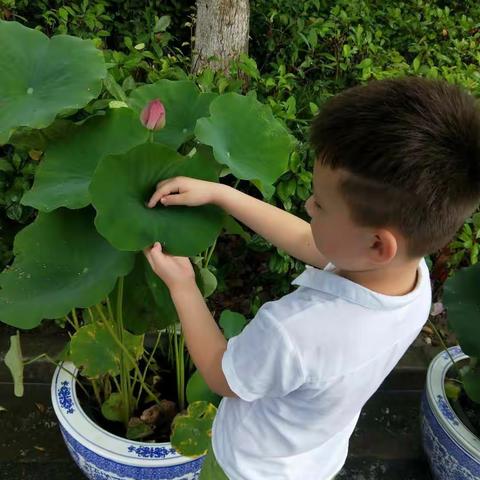 映日荷花别样红