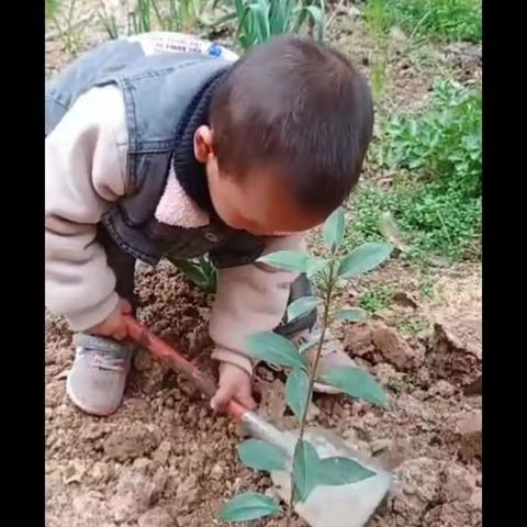 【金色摇篮幼儿园】“五一劳动节”《劳动最光荣》主题活动圆满成功🎉🎉🎉