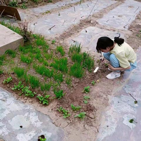 五一劳动节七年级十班同学劳动实践掠影